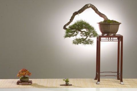 Tokonoma - Autre - Bonsai-Sui