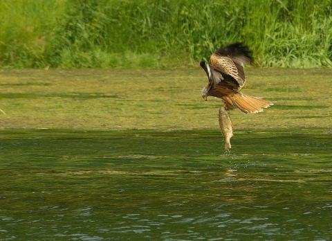 partie de peche du milan royal - Photographie - universpapillons